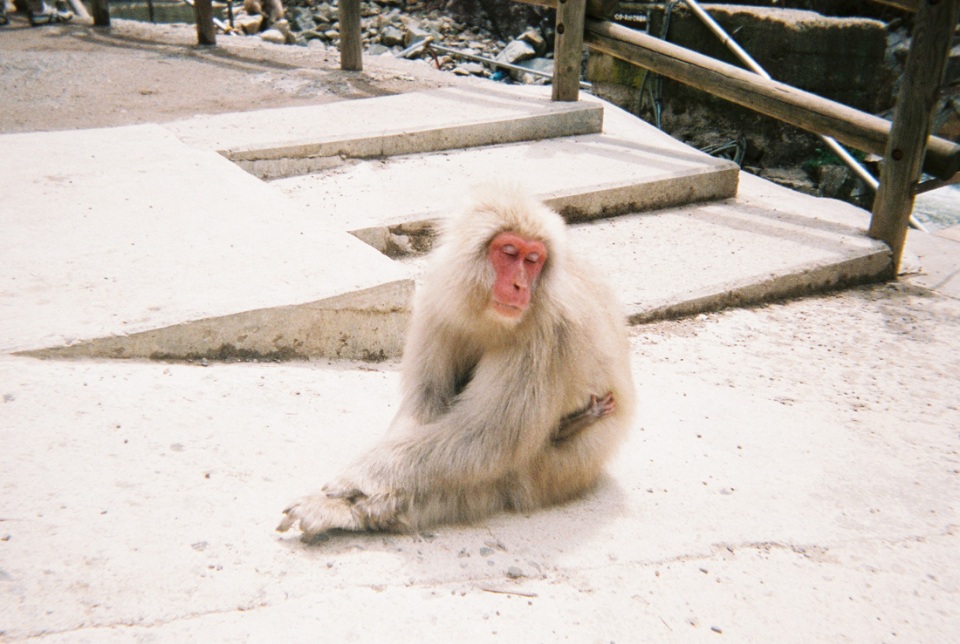 nagano snow monkey